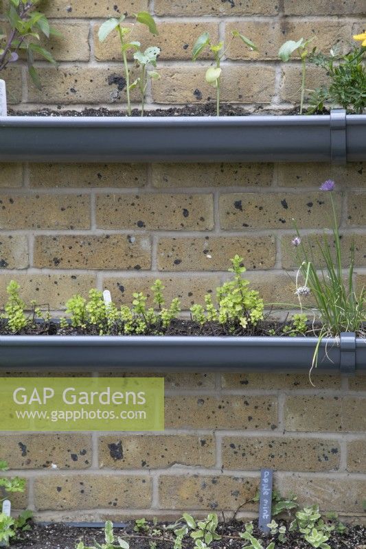 Drainpipes used for growing herbs vertically on a brick wall at Birmingham Botanical Gardens and Glasshouses