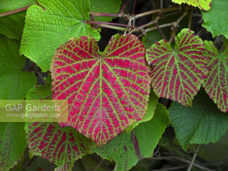 leaves of Vitis coignetiae - Crimson Glory Vine October