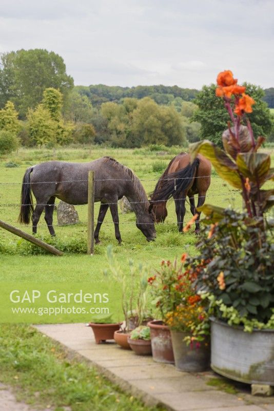 Country garden with horses in the adjoining field