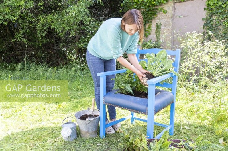 Woman planting Hostas in chair container