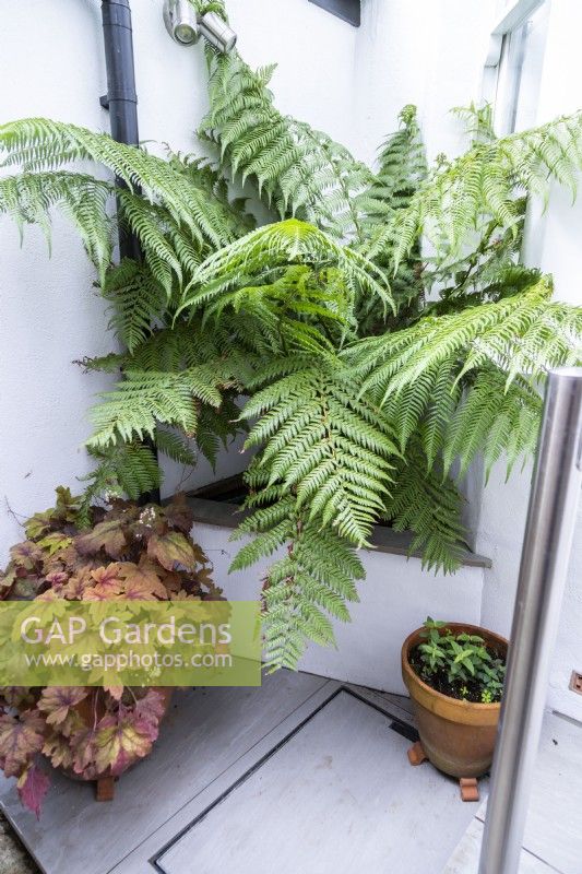 Large fern in corner of patio pathway