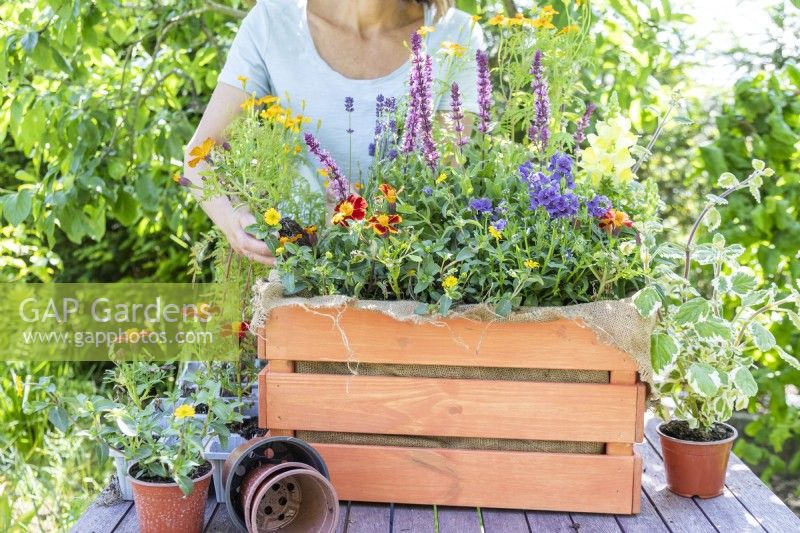 Woman planting Tagetes 'Tangerine' in wooden crate
