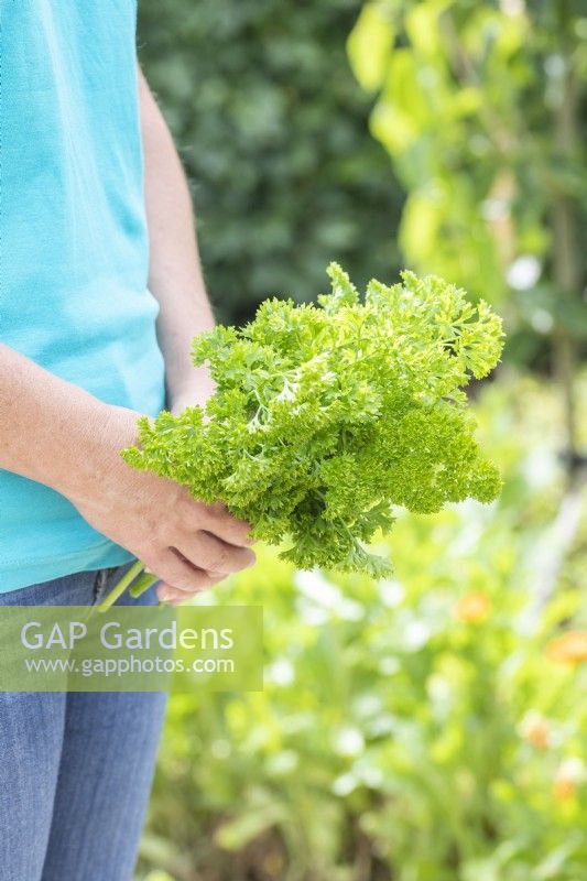 Woman holding a small bunch of Parsley 'Moss Curled'