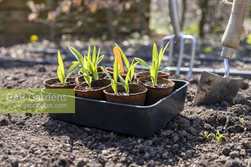 Sweetcorn 'Early Bird' seedlings in fibre pots