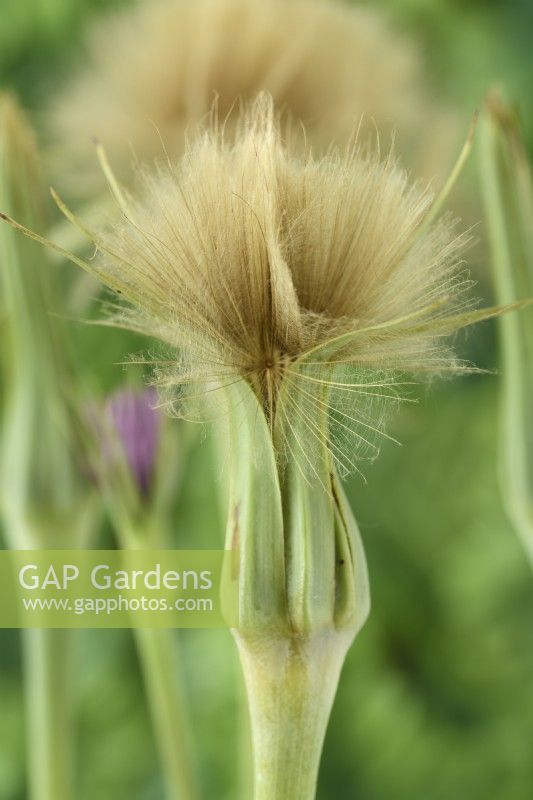 Tragopogon porrifolius  Salsify seed heads  July