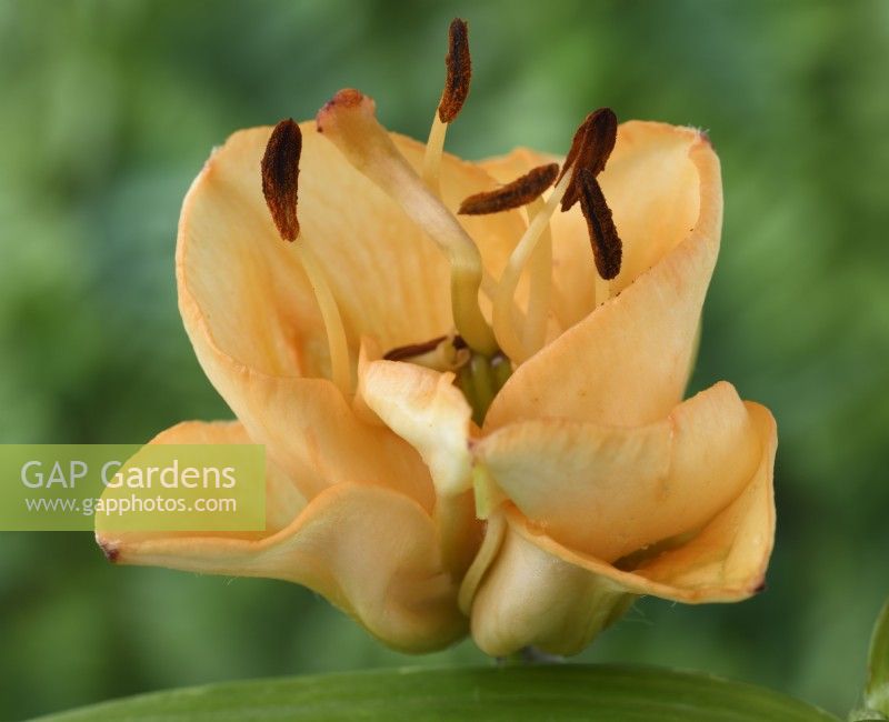Lilium  'Apricot Fudge'  Lily  Division VIII Hybrid not covered by any of the previous divisions (I-VII)  June

