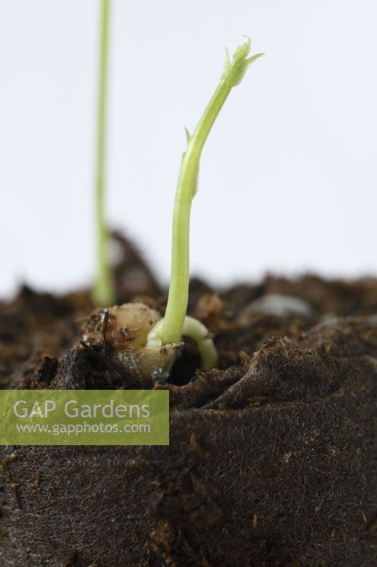 Lathyrus odoratus  Sweet pea seedling germinating in peat plug  March
