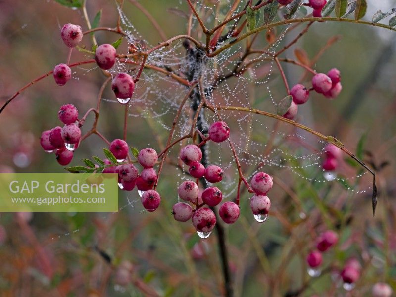 Sorbus pseudohupehensis 'Pink Pagoda' berries in autumn