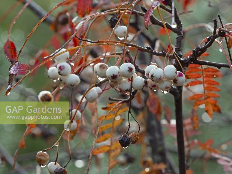 Sorbus pseudovilmorinii with rain drops