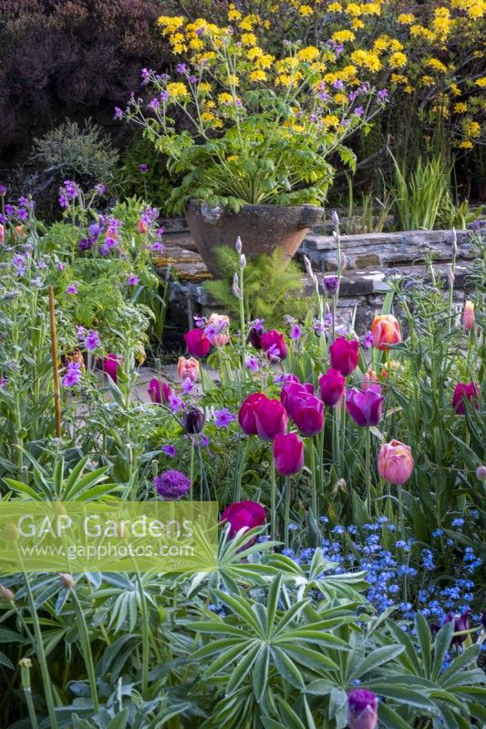 Mixed tulips in cottage garden style border in spring, with forget-me-nots and lupin foliage.   Gravetye Manor, Sussex.
