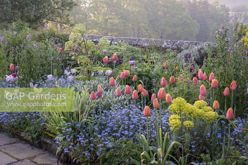 Tulips, 'Blue Amiable' and 'Dordogne' in border with forget-me-nots and angelica, spring, cottage garden
