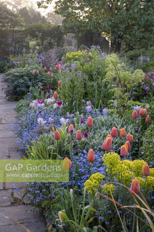 Tulips, 'Blue Amiable' and 'Dordogne' in border with forget-me-nots and angelica, spring, cottage garden