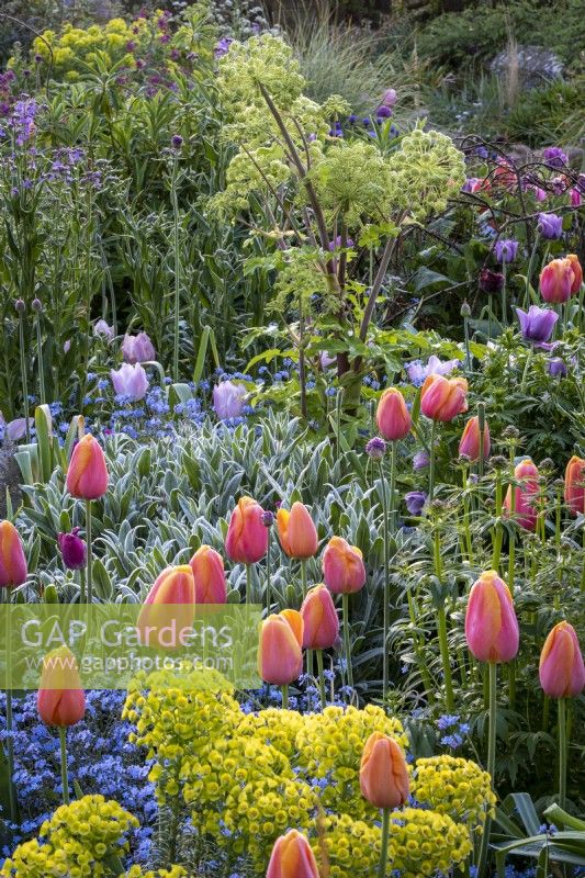 Tulips, 'Blue Amiable' and 'Dordogne' in border with forget-me-nots, euphorbia and angelica, spring, cottage garden