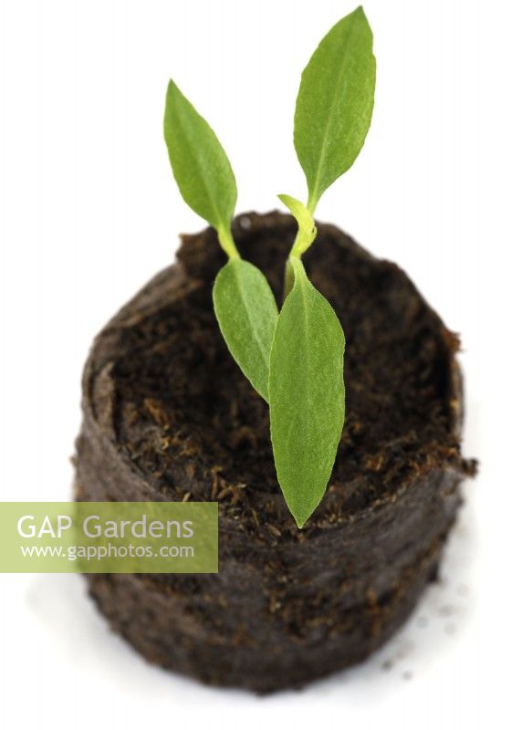 Capsicum annuum  'Basket of Fire'  Chilli pepper seedlings in peat plug  F1 Hybrid  March