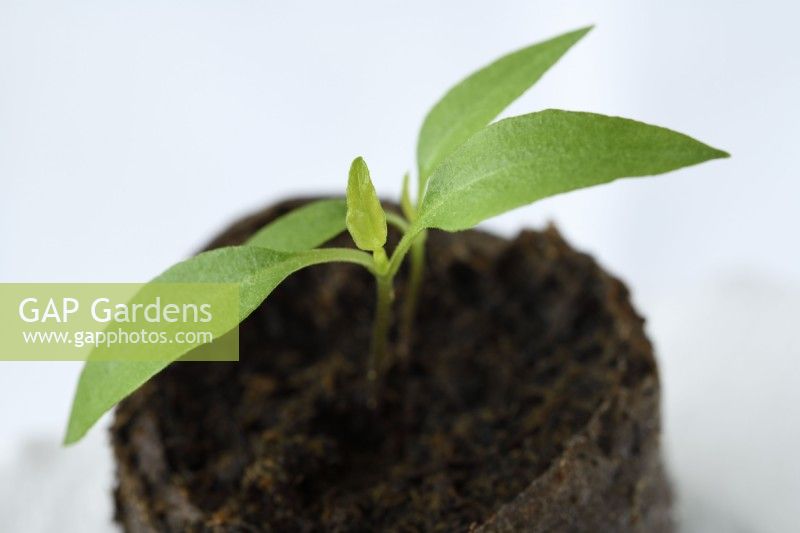 Capsicum annuum  'Basket of Fire'  Chilli pepper seedlings in peat plug  F1 Hybrid  March