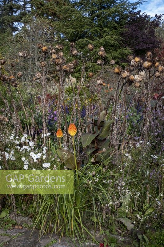 Informal overflowing autumnal borders with Kniphofia rooperi, Cosmos 'Purity' and Cardoon seed heads
