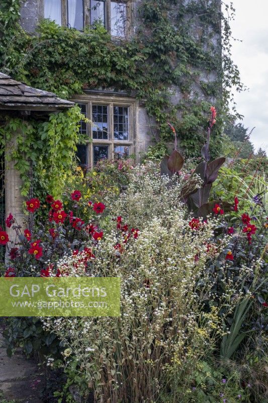 Erigeron annuus, daisy fleabane and Dahlia 'Dovegrove' with Canna behind, in autumnal cottage garden style border