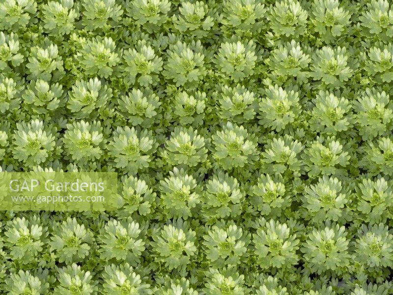 Saxifraga alpino 'Early lime' seedlings growing   tray  October Autumn