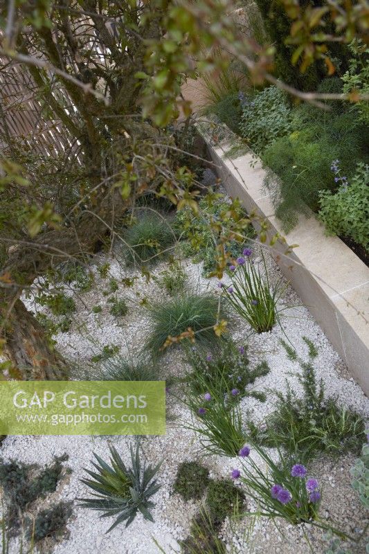 Drought tolerant plants in the Hamptons Mediterranean Garden, a sanctuary garden designed by Filippo Dester at the RHS Chelsea Flower Show 2023

