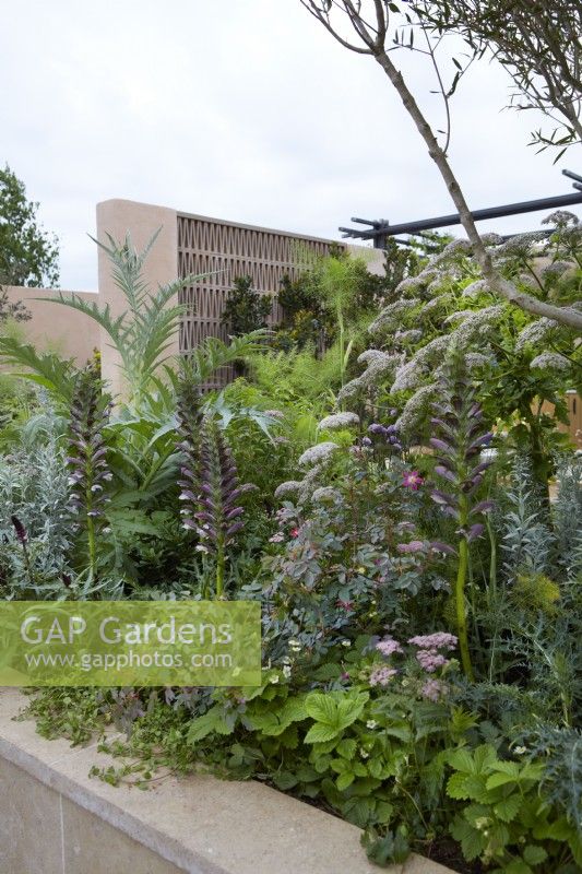 Hamptons Mediterranean Garden. Designer: by Filippos Dester.  RHS Chelsea Flower Show 2023. Plants include Melanoselinum decipiens, Acanthus spinosus and Rosa rugosa. Summer.