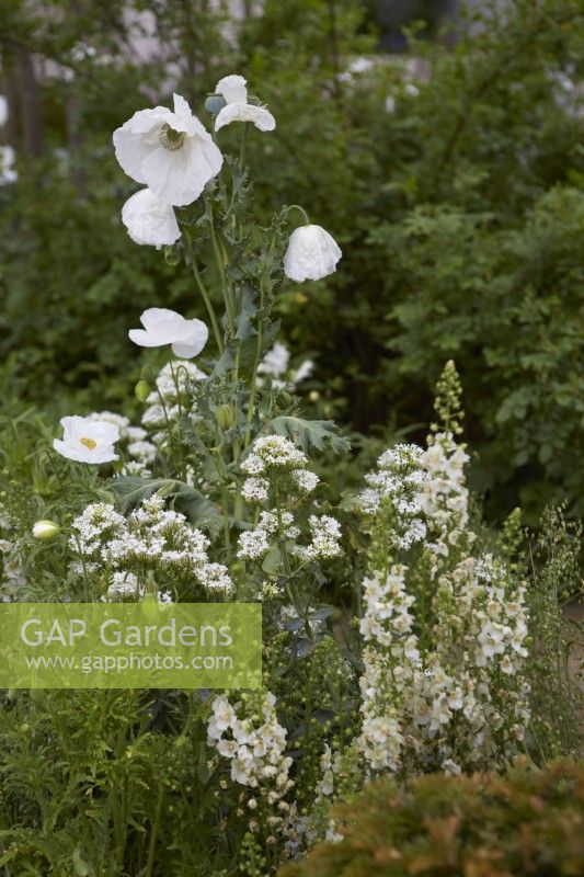 Papaver somniferum 'Sissinghurst White' with Verbascum 'Flush of White'. Summer.