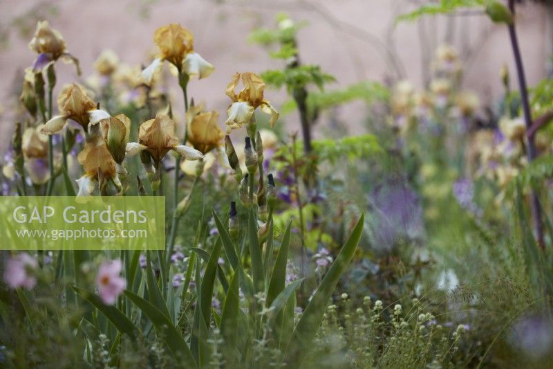Iris 'Benton Susan'. June. Summer. The Nurture Landscapes Garden. Gold winner Chelsea 2023 Designer: Sarah Price.