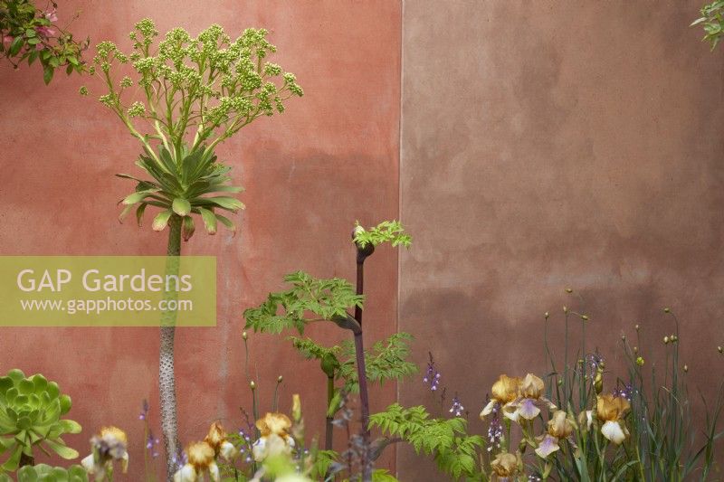 The Nurture Landscapes Garden. Designer: Sarah Price. A garden using low carbon materials. Walls painted with a plant based paint. Aeonium coming into flower. May. Summer.