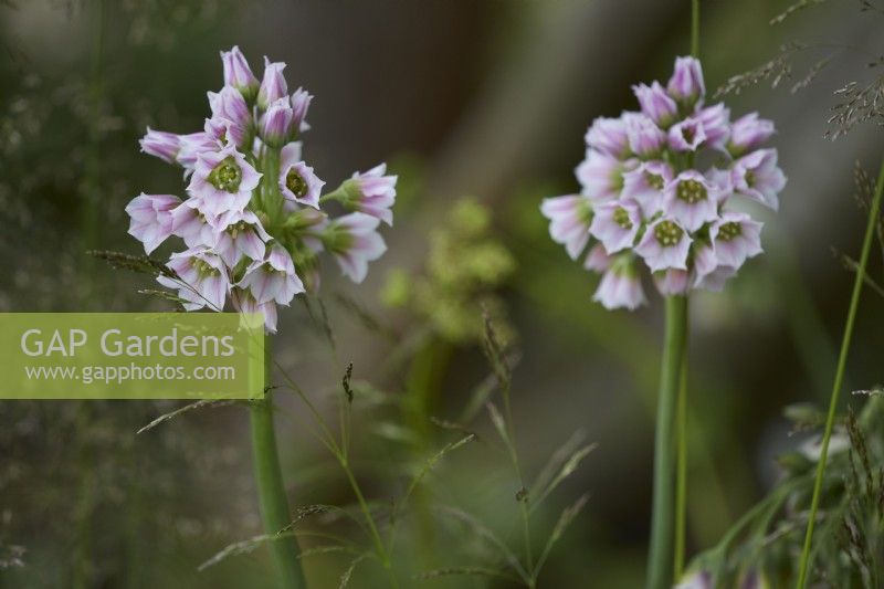 Allium siculum - syn. Nectaroscordum - Sicilian honey garlic. May.  Summer.