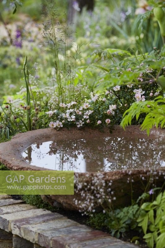 The Nurture Landscapes Garden. Designer: Sarah Price. A garden using low carbon materials. Birdbath/water feature with naturalistic planting including Rosa 'Nozomi' by low wall. Summer. Chelsea Flower Show. Gold Medal.