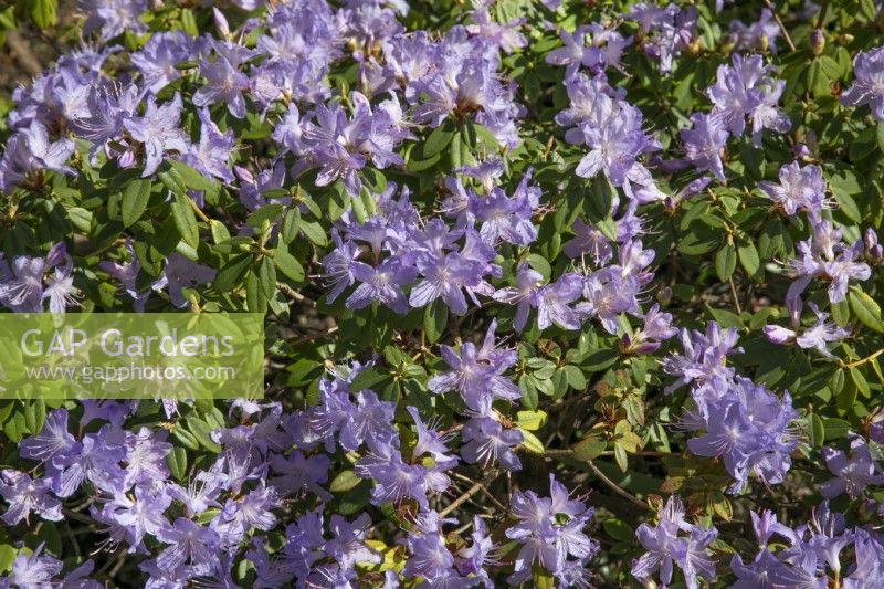 Rhododendron 'Blue Pool' at Winterbourne Botanic Garden, April