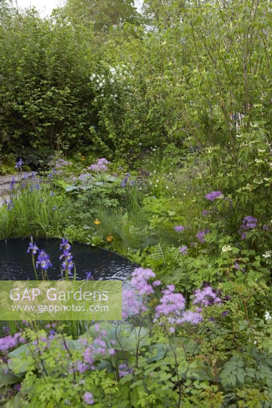 The Boodles British Craft Garden. Designer: Thomas Hoblyn. Chelsea Flower Show 2023. Woodland garden with pond and Thalictrum 'Black Stockings' and Iris. Summer.