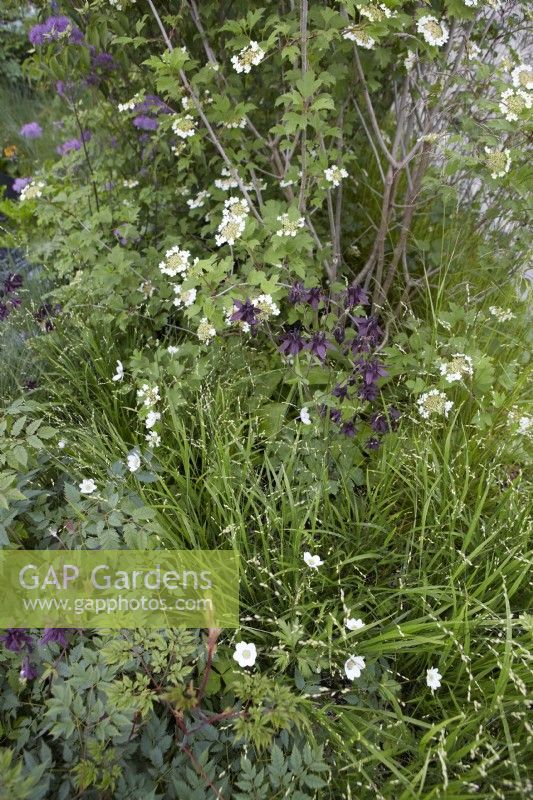 Woodland shade planting for foliage texture. Viburnum in flower underplanted with dark flowered Aquilegia atrata and ornamental grasses. Summer.