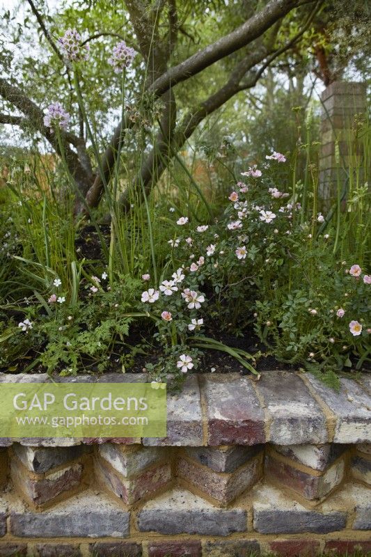 The Nurture Landscapes Garde. Designer: Sarah Price. A garden using low carbon materials. Wall made with low carbon hand made bricks. Rosa 'Arvensis'. May. Summer.