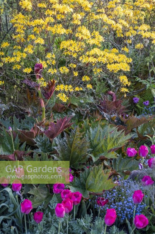 Tulips and Rheum palmatum growing in mixed spring border with Azalea behind