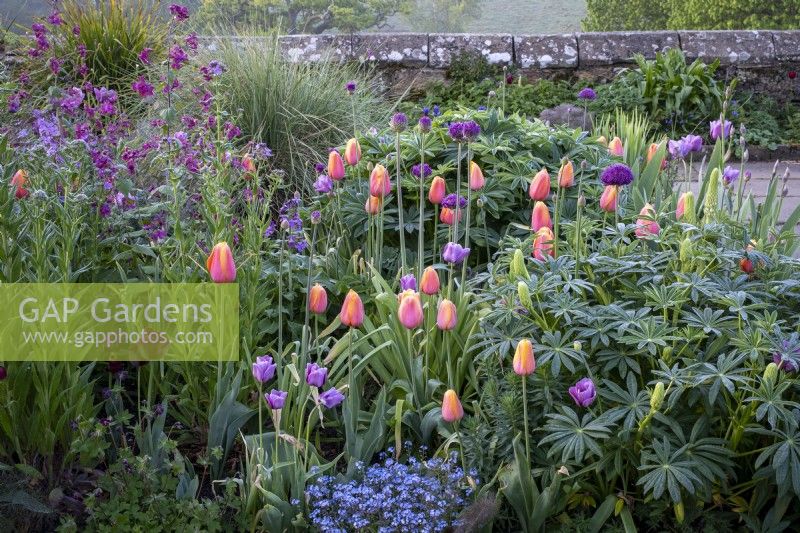 Tulips, 'Blue Amiable' and 'Dordogne' in border with forget-me-nots and honesty, spring, cottage garden
