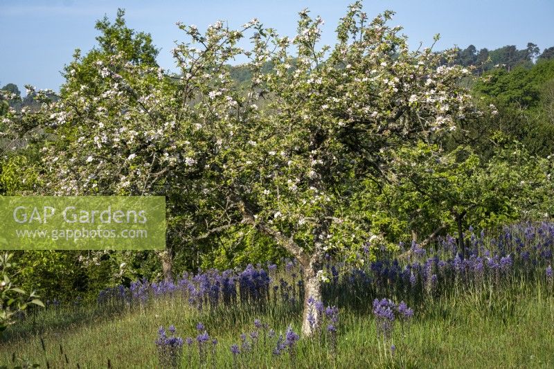 Camassia leichtlinii, Quamash planted in orchard beneath apple trees at Gravetye Manor