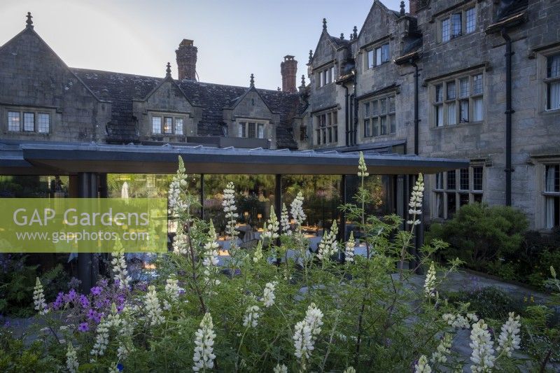 The gardens at Gravetye Manor, with Lupinus 'Noble Maiden' in small bed outside the restaurant
