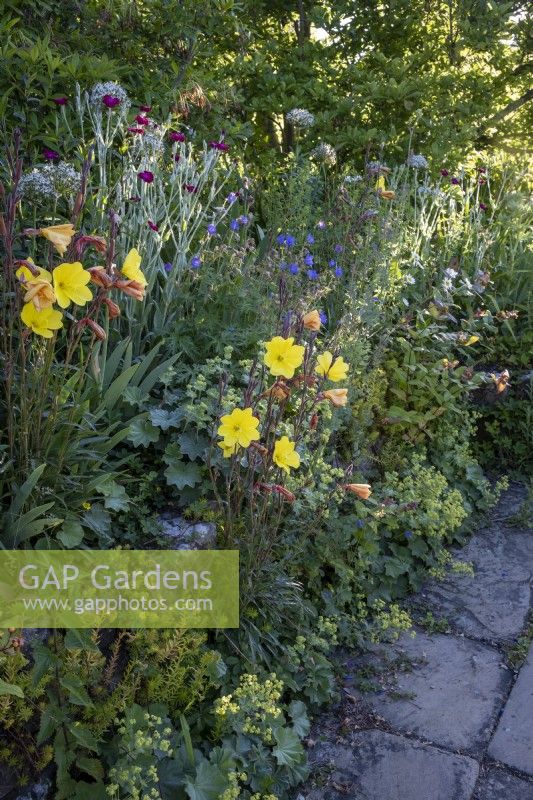 Oenothera biennis, the common evening-primrose in an informal cottage garden border