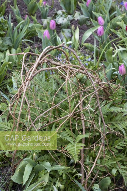 Woven Hazel plant support in spring border, tulips behind