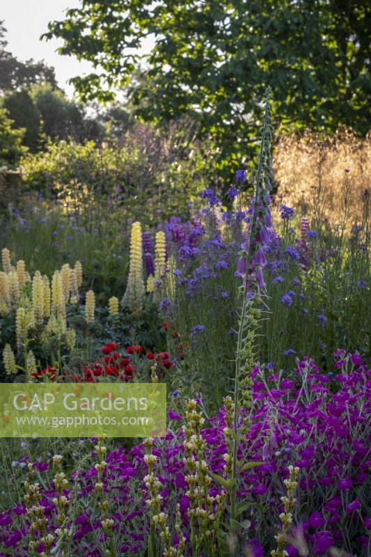 Summery cottage style border with Rose campion, Lupins, Honesty, Sisyrinchium striatum and poppies at Gravetye Manor Gardens