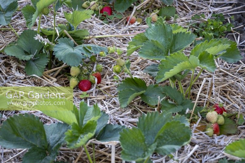 Strawberries, Fragaria ananassa,  in early summer, showing use of straw mulch