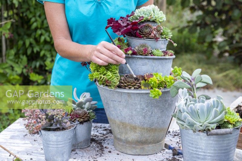 Woman brushing compost off of the succulents