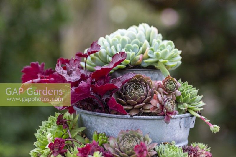 Mixed succulents and Heuchera planted in tiered metal bucket planter