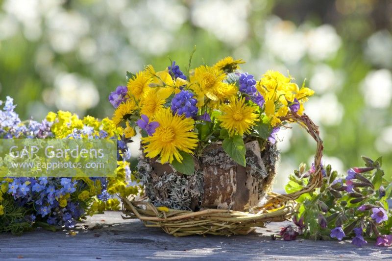 Spring bouquet containing grape hyacinth, viola and dandelion in tea pot made of bark, willow and lichens.