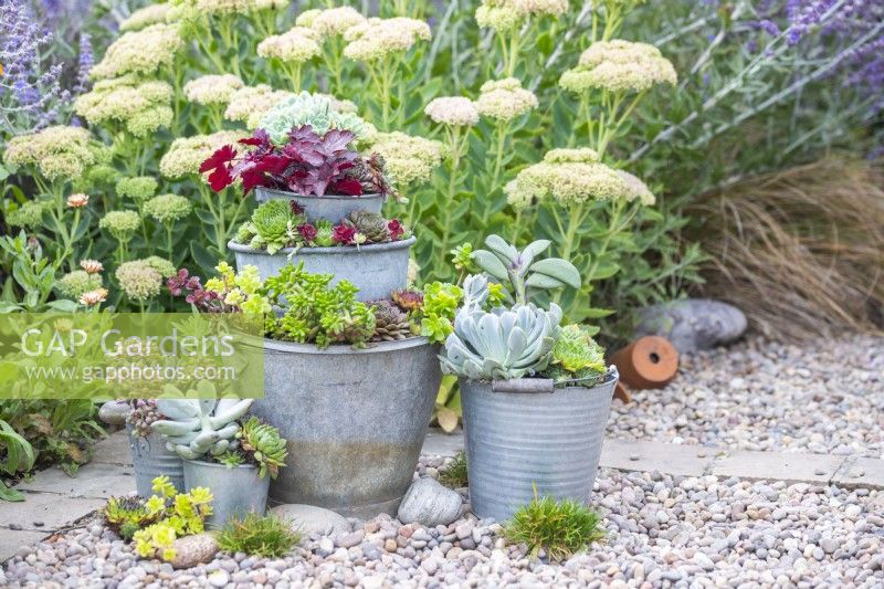 Mixed succulents planted in tiered metal bucket planter in gravel garden