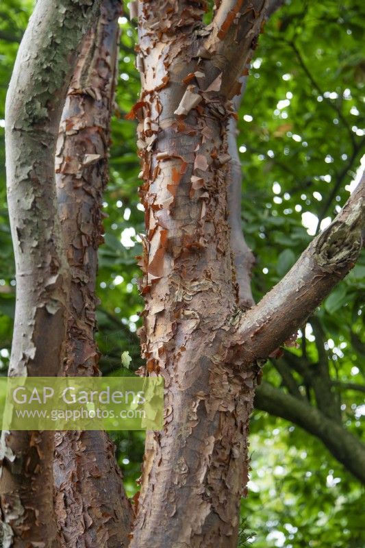 Acer griseum, snakebark maple, September