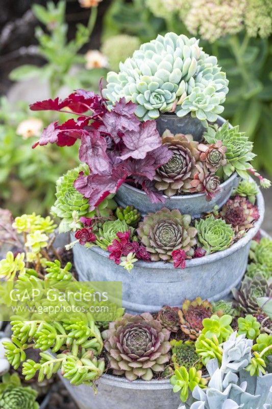 Mixed succulents planted in tiered metal bucket planter