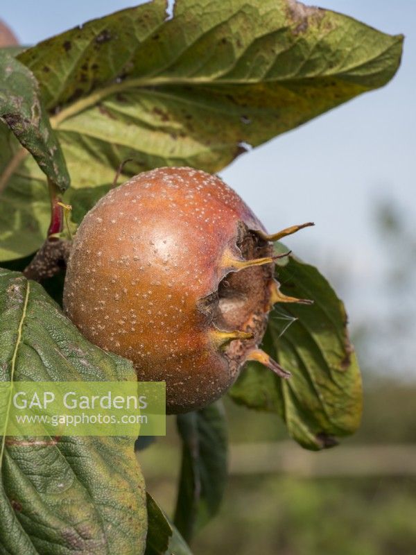 Mespilus Germanica 'Nottingham' fruit ripening in the autumn sunshine