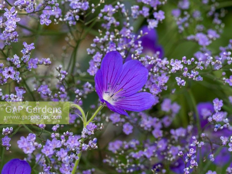 Geranium x johnsonii 'Johnson's Blue' growing with purple gypsopila