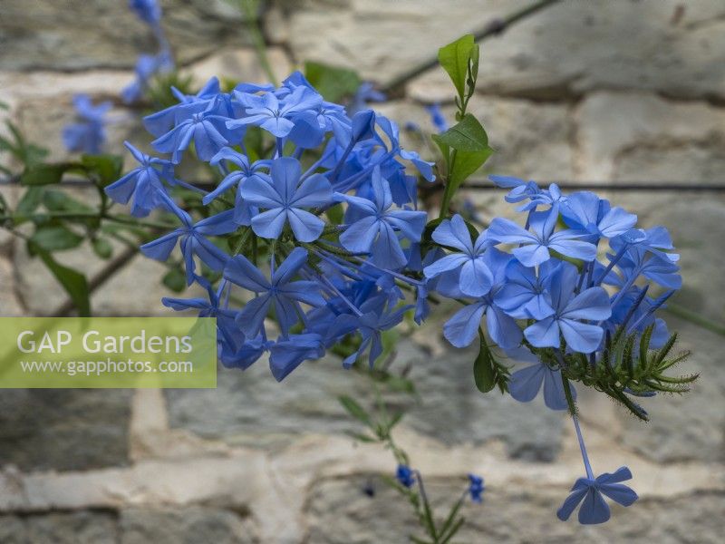 Plumbago auriculata trained on wire against a white brick wall